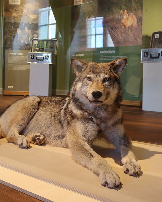Wolfswissen zum Anfassen